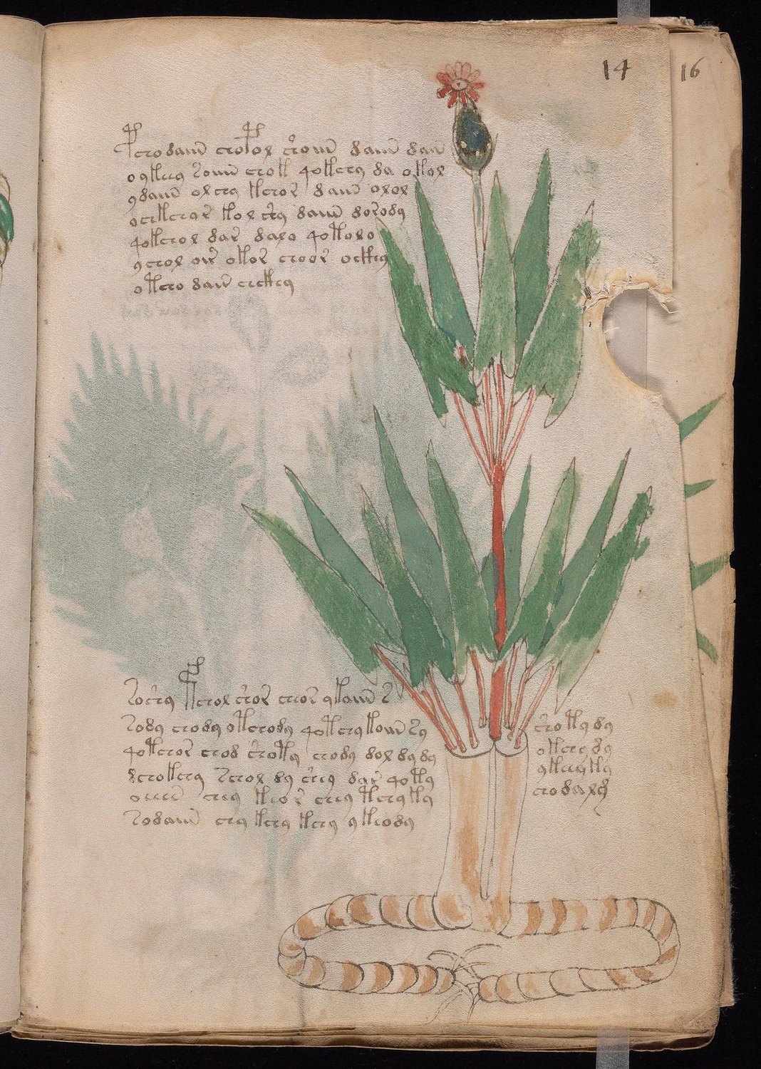 Herbal Page 25